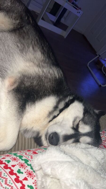 1 year old husky