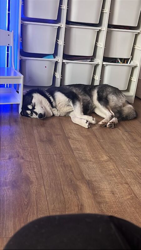 1 year old husky - Image 2 of 6