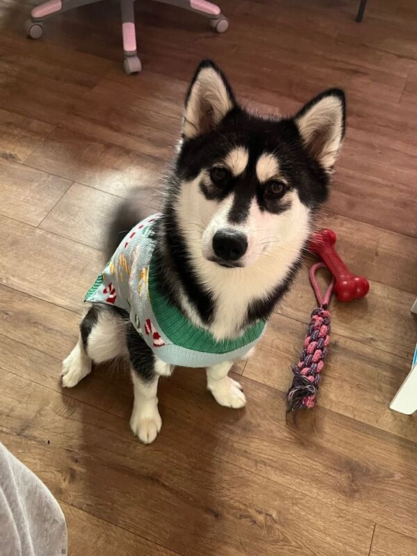1 year old husky - Image 3 of 6
