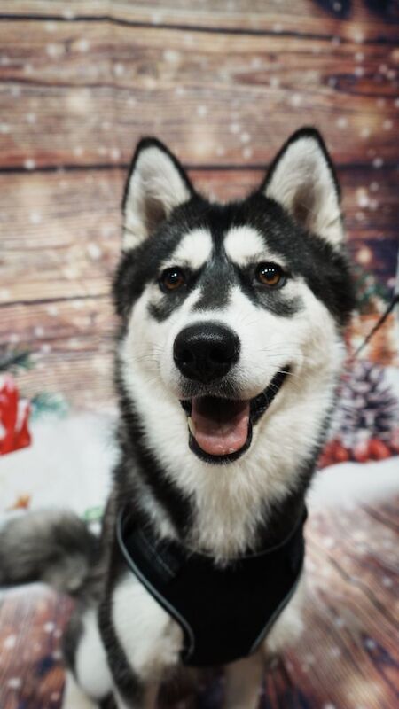 1 year old husky - Image 4 of 6