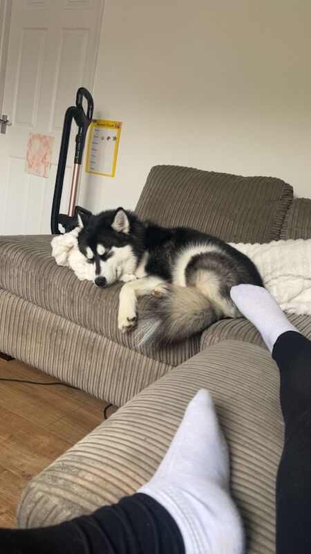 1 year old husky - Image 5 of 6