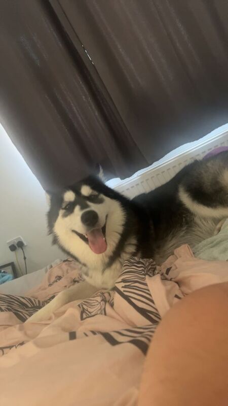 1 year old husky - Image 6 of 6