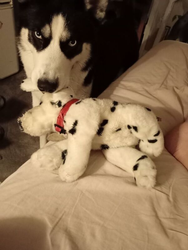 Siberian Husky puppies for sale in Southwark, Greater London – 1 year old