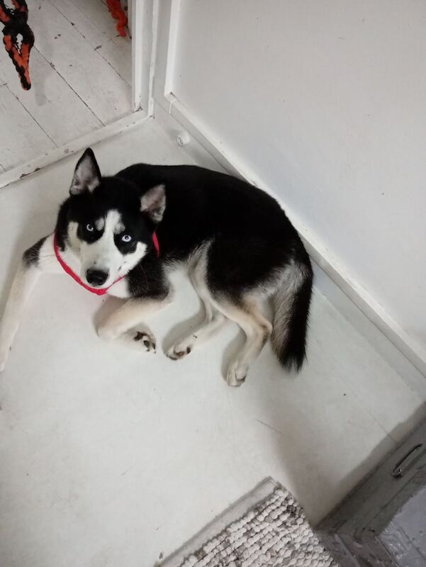 Siberian Husky puppies for sale in Southwark, Greater London – 1 year old - Image 2 of 3