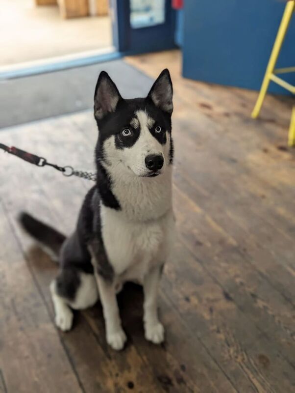 Siberian Husky puppies for sale in Southwark, Greater London – 1 year old - Image 3 of 3