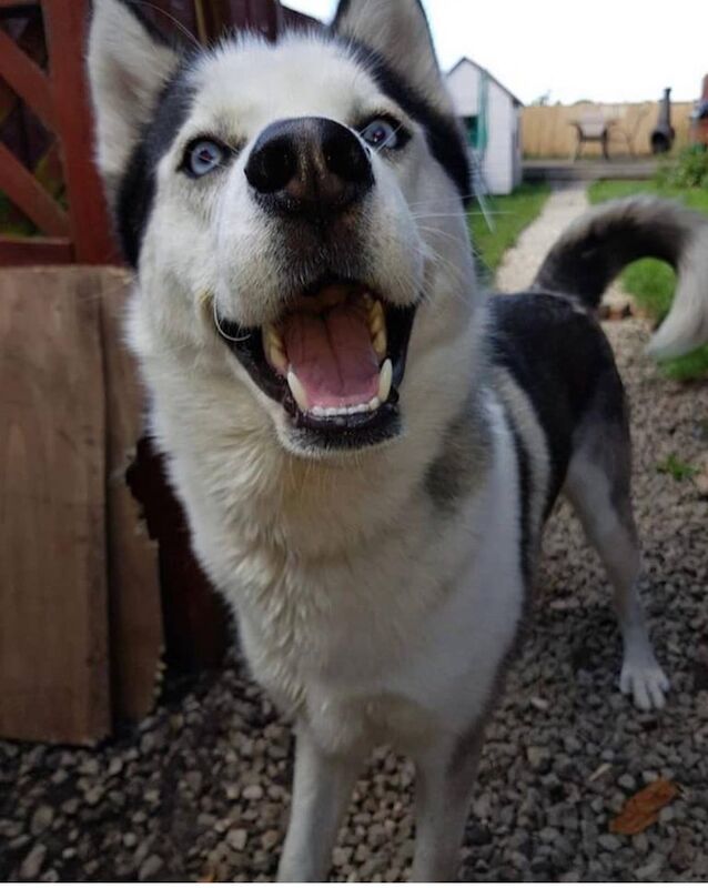 Siberian Husky puppies for sale in Loughborough, Leicestershire – 10 years old