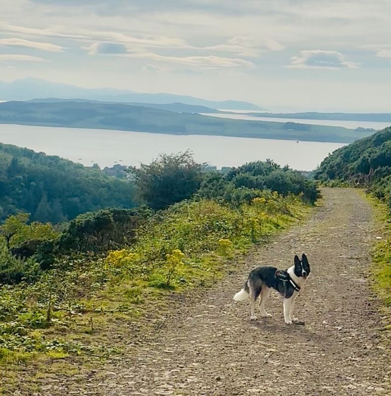 Siberian Husky puppies for sale in Largs, North Ayrshire – 1 year old