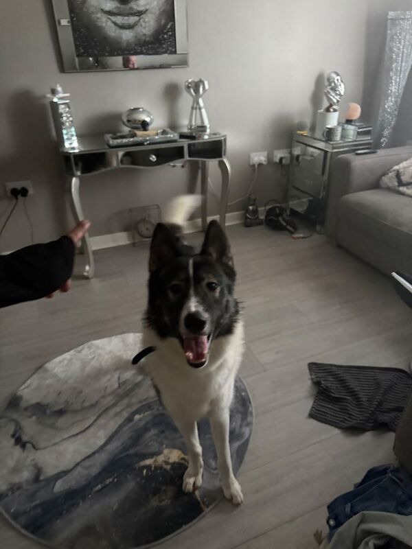 Siberian Husky puppies for sale in Largs, North Ayrshire – 1 year old - Image 2 of 4