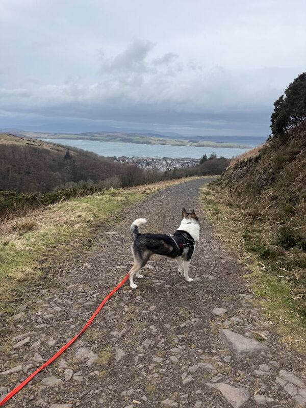 Siberian Husky puppies for sale in Largs, North Ayrshire – 1 year old - Image 3 of 4