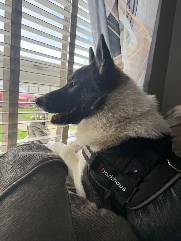 Siberian Husky puppies for sale in Largs, North Ayrshire – 1 year old - Image 4 of 4