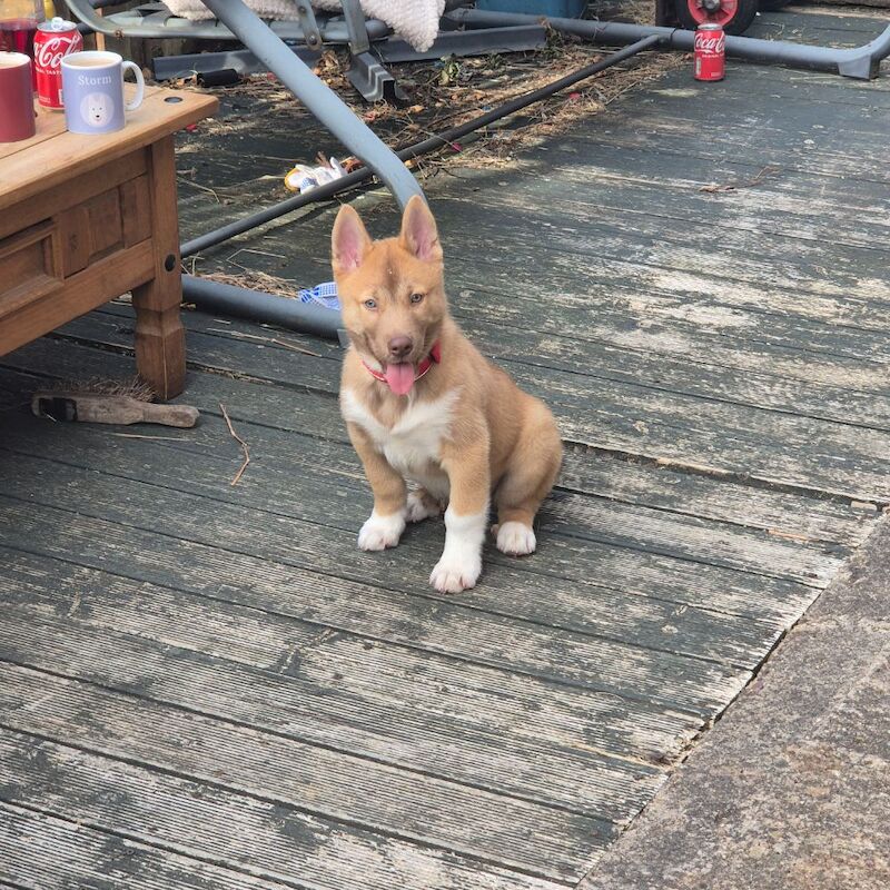 11 week husky puppy
