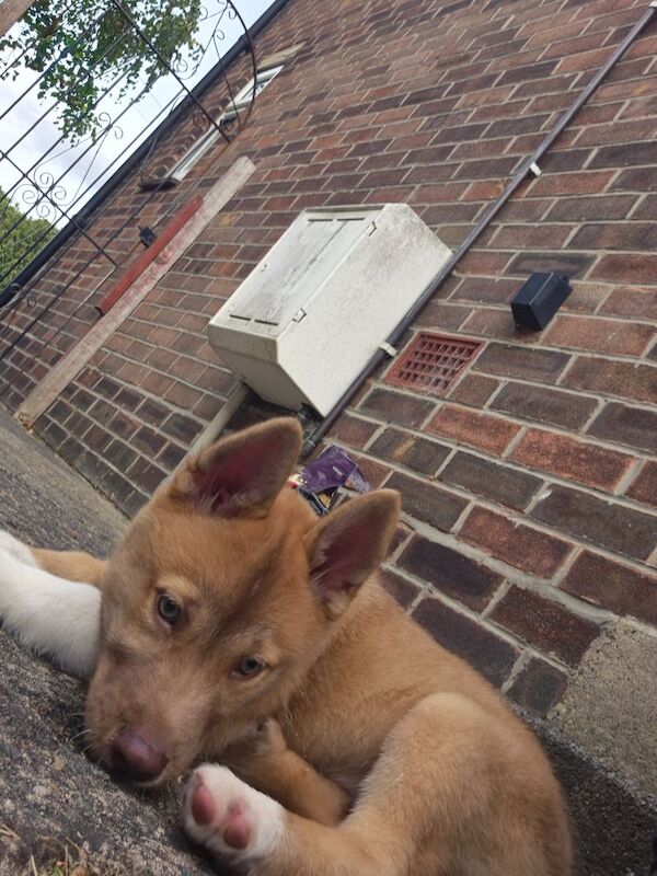 11 week husky puppy - Image 3 of 4