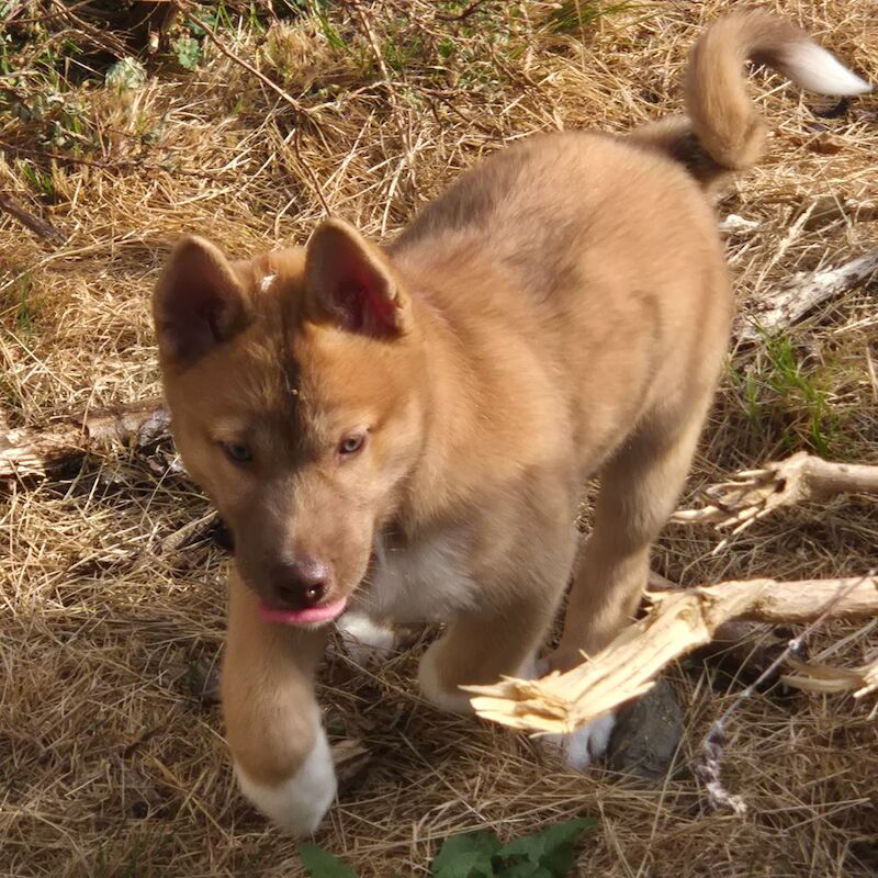 11 week husky puppy - Image 4 of 4