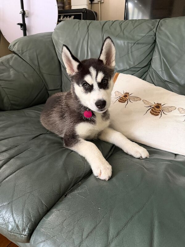 Siberian Husky puppies for sale in Wrotham Heath, Kent – 11 weeks old - Image 2 of 4