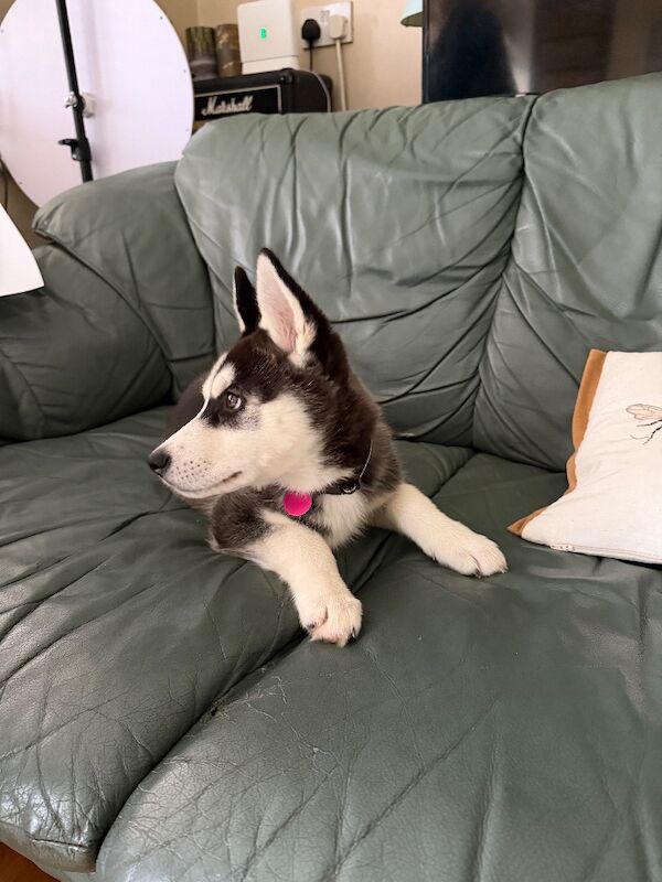Siberian Husky puppies for sale in Wrotham Heath, Kent – 11 weeks old - Image 3 of 4