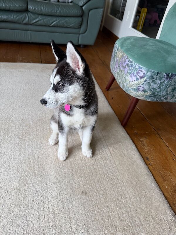 Siberian Husky puppies for sale in Wrotham Heath, Kent – 11 weeks old - Image 4 of 4