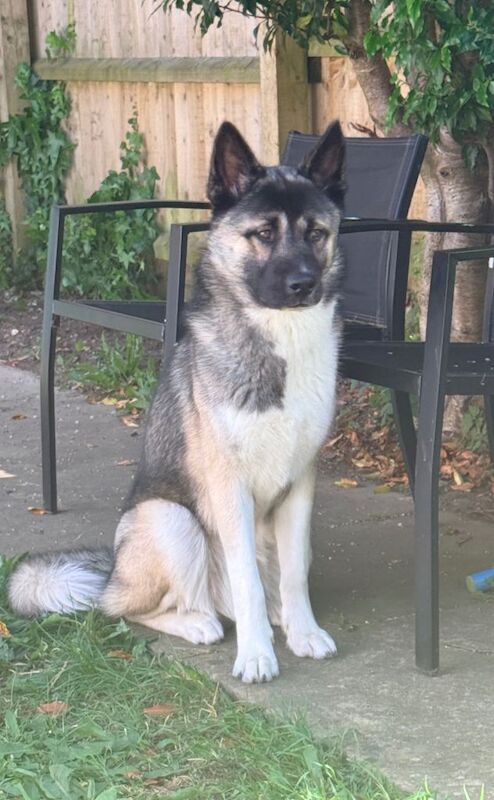 12 month old Husky Cross