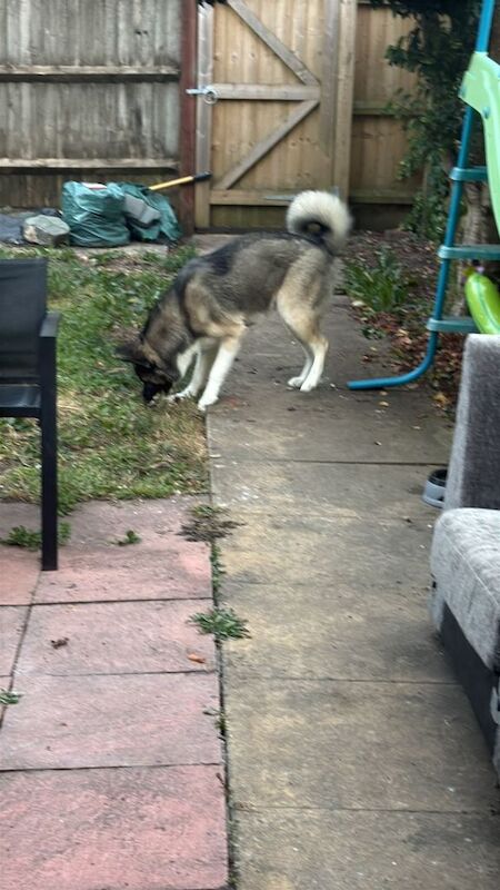 12 month old Husky Cross - Image 2 of 3
