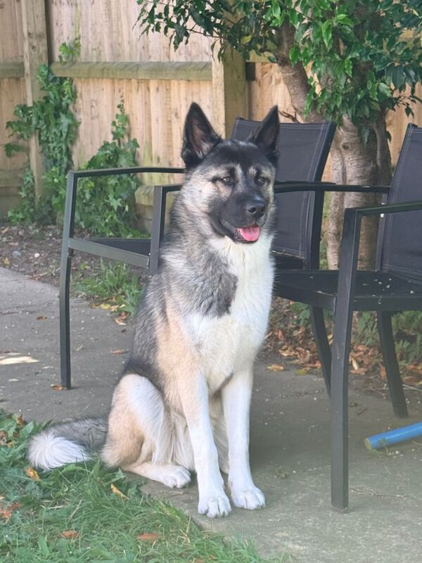 12 month old Husky Cross - Image 3 of 3