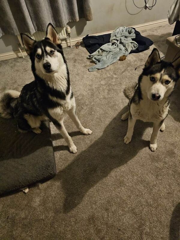 2 Adult Huskies