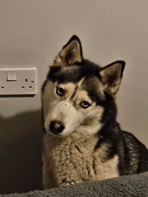 2 Adult Huskies - Image 2 of 4