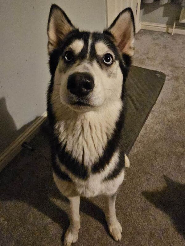 2 Adult Huskies - Image 3 of 4
