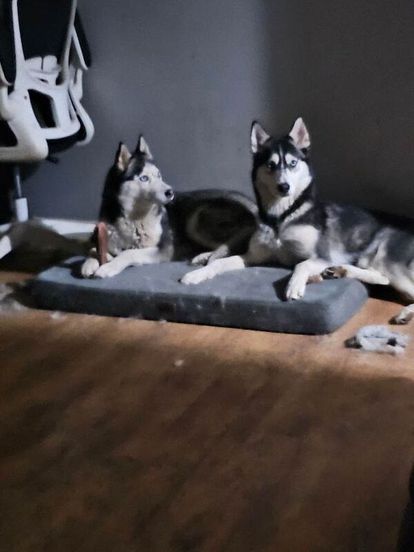2 Adult Huskies - Image 4 of 4