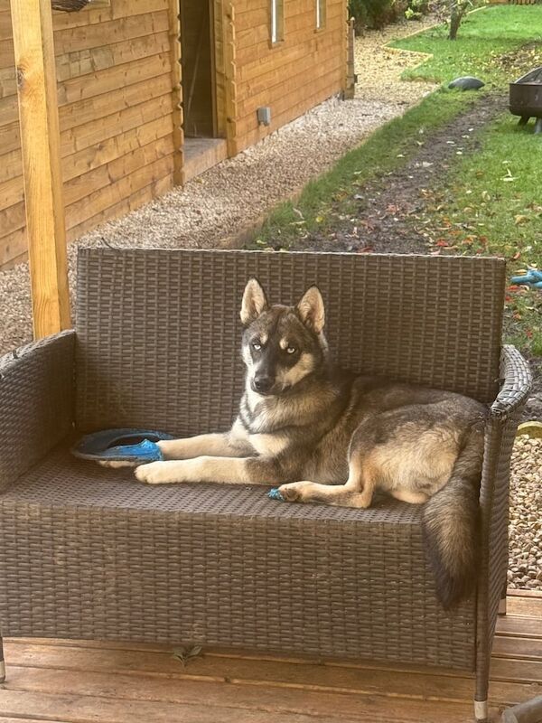 Siberian Husky puppies for sale in Swindon, Wiltshire – 6 months old