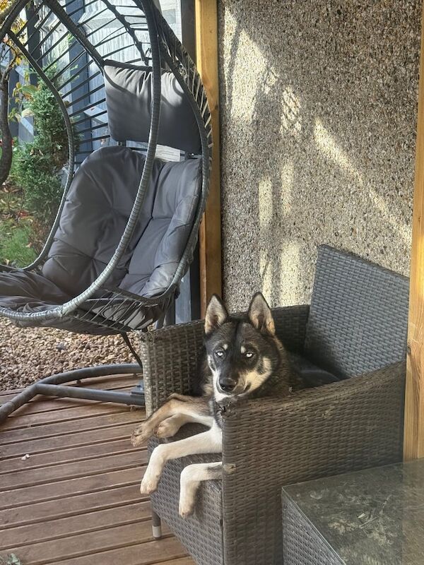 Siberian Husky puppies for sale in Swindon, Wiltshire – 7 months old - Image 2 of 5