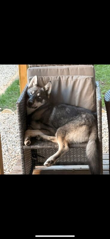 Siberian Husky puppies for sale in Swindon, Wiltshire – 7 months old - Image 3 of 5