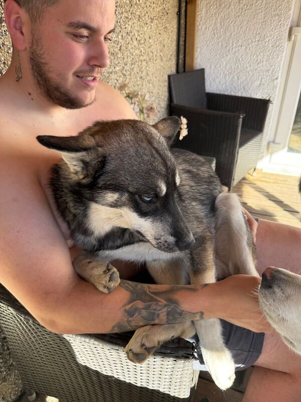 Siberian Husky puppies for sale in Swindon, Wiltshire – 7 months old - Image 4 of 5