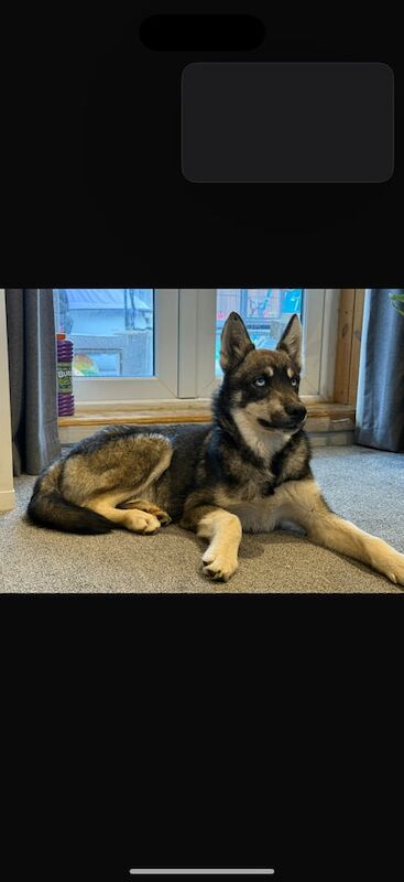 Siberian Husky puppies for sale in Swindon, Wiltshire – 7 months old - Image 5 of 5