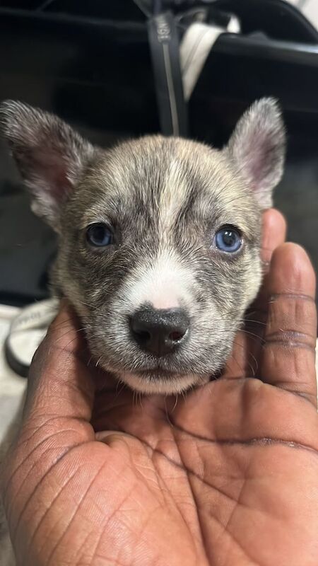 Siberian Husky puppies for sale in Greenford, Greater London – 8 weeks old