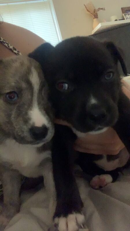 Siberian Husky puppies for sale in Greenford, Greater London – 8 weeks old - Image 2 of 3