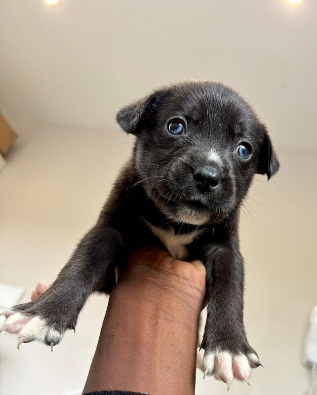 Siberian Husky puppies for sale in Greenford, Greater London – 8 weeks old - Image 3 of 3