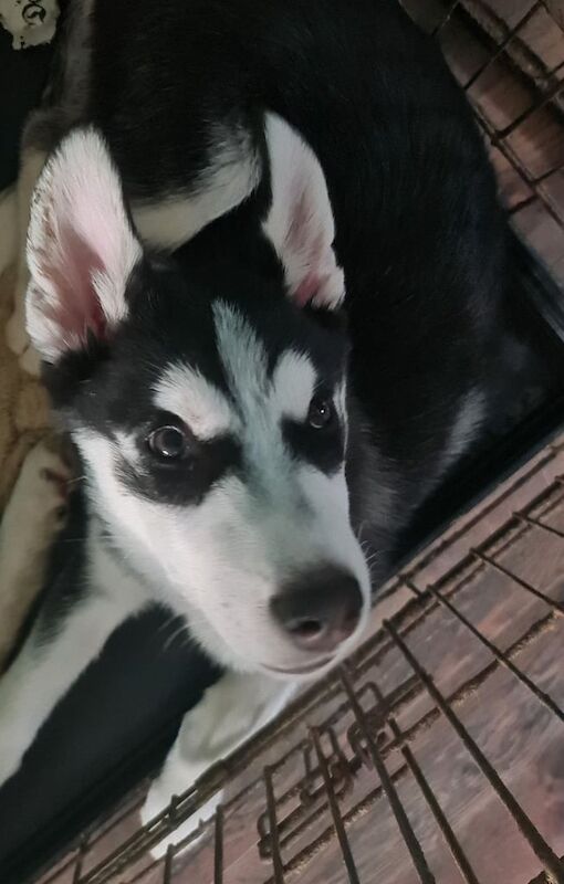 Siberian Husky puppies for sale in Whitburn, West Lothian – 3 months old