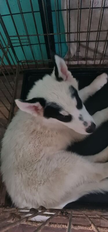 Siberian Husky puppies for sale in Whitburn, West Lothian – 3 months old - Image 2 of 3