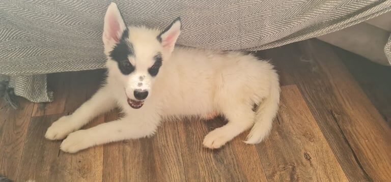 Siberian Husky puppies for sale in Whitburn, West Lothian – 3 months old - Image 3 of 3