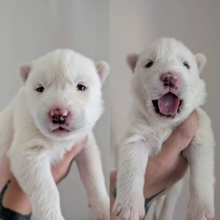Husky Puppies For Sale