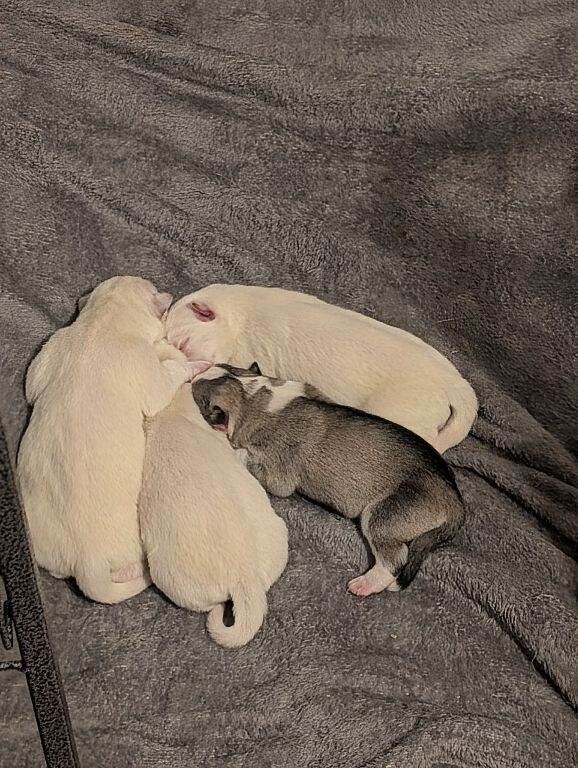 Siberian Husky puppies for sale in Peterlee, County Durham – 3 weeks old - Image 3 of 5