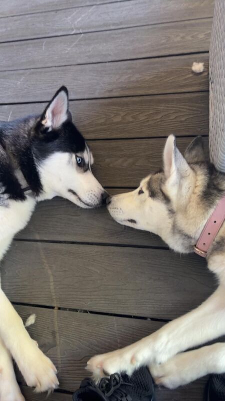 2x huskys &pound;800