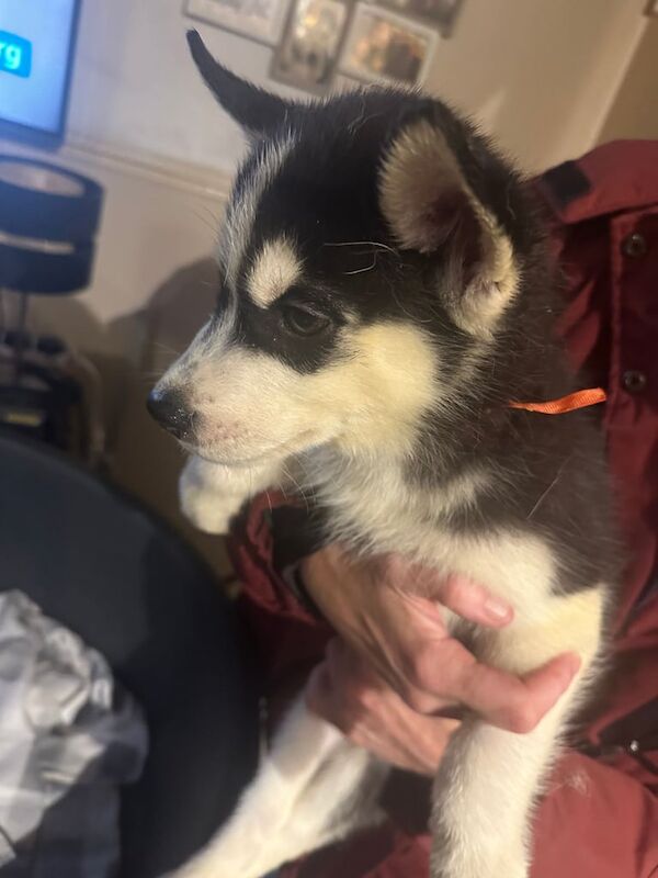 Siberian Husky puppies for sale in Margate, Kent – 9 weeks old