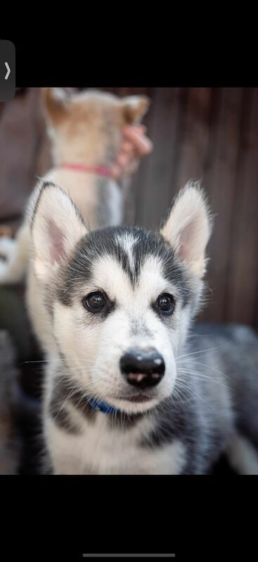 Siberian Husky puppies for sale in Bath, Somerset – 3 months old