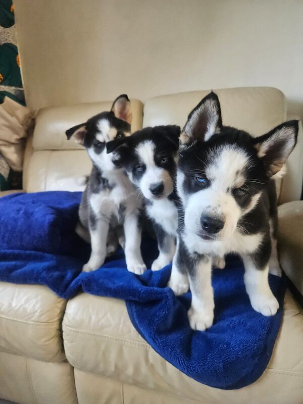 3 Male Puppies!