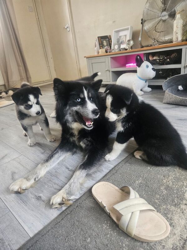 3 Male Puppies! - Image 4 of 13