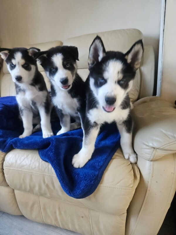 3 Male Puppies! - Image 6 of 13