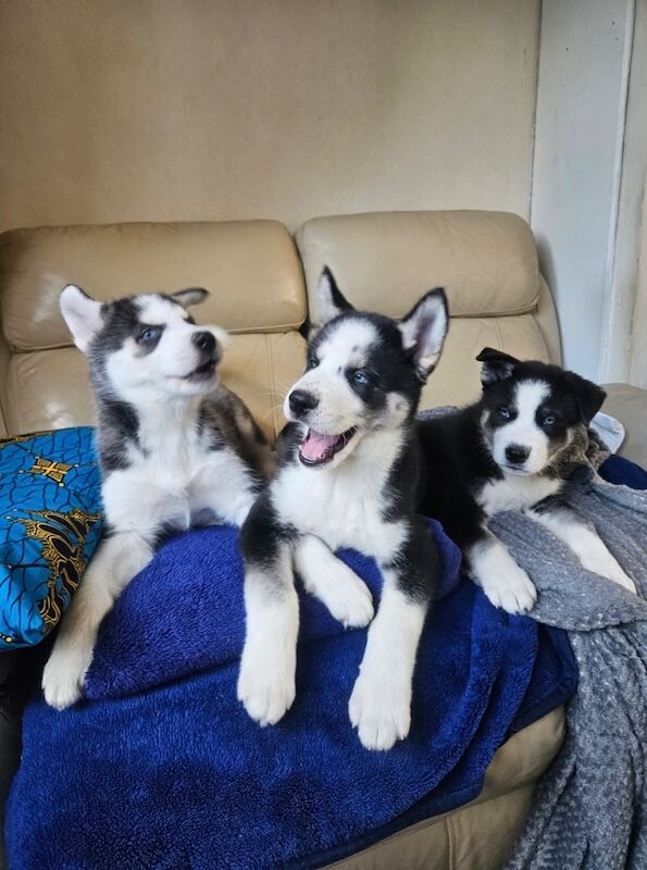 3 Male Puppies! - Image 7 of 13