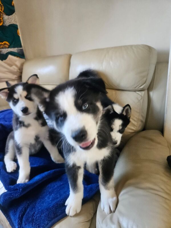 3 Male Puppies! - Image 8 of 13