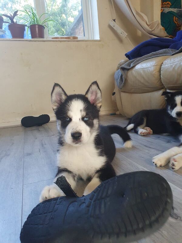 3 Male Puppies! - Image 11 of 13