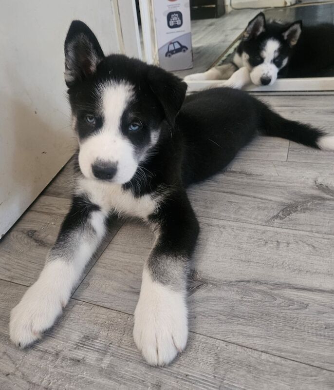 3 Male Puppies! - Image 12 of 13